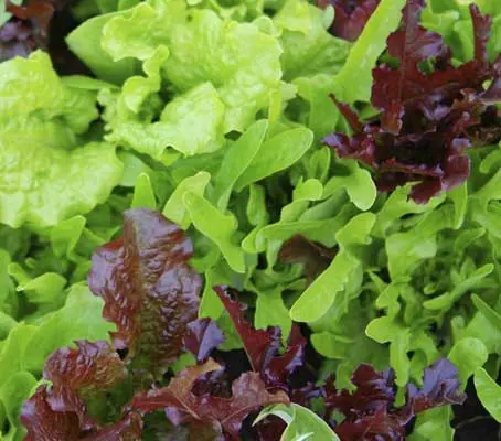 "Frilly Leaf Salad Mix" is a new blend that contains an attractive blend of salads with frilled or indented leaves