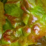 With its ability to be harvested in extended seasons the “four seasons” will thrive in a range of climates.