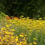 Achillea works as an accent, specimen, or in mass planting.
