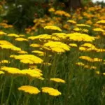 Achillea filipendulina ‘Cloth of Gold’ requires full sun for best flower production, but, this is little to ask for such a grand reward.