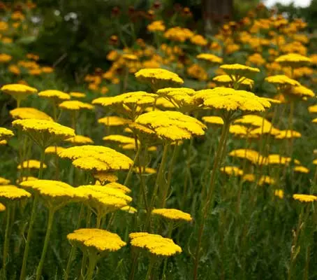 Achillea filipendulina ‘Cloth of Gold’ requires full sun for best flower production, but, this is little to ask for such a grand reward.