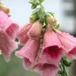 This striking plant is a hybrid between the pink flowered D. purpurea and the yellow flowered D. grandiflora.