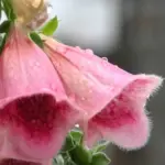 The Strawberry Foxglove gets its name from its slightly fuzzy, strawberry pink blossoms