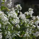 It is a vital nectar plant and therefore popular with bees and butterflies