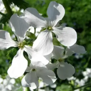 Lunaria annua alba blooms with pure white flowers that are almost fluorescent at sunset.