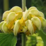 From late spring, right through to early autumn, whorls of hooded, soft yellow flowers appear