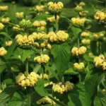 Each plant can contain as many as fifty individual blooms giving a magnificent candelabra effect.