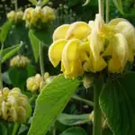 With its long period of flowering, Phlomis russeliana is a justifiably popular plant.