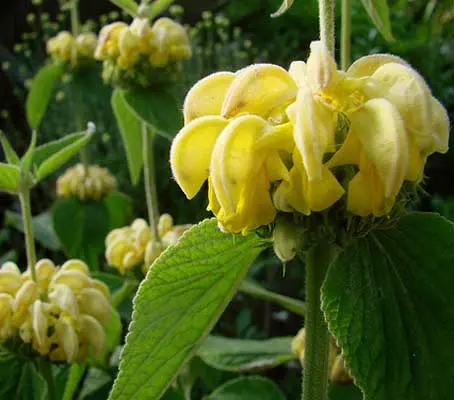 With its long period of flowering, Phlomis russeliana is a justifiably popular plant.