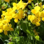 ‘Bird's Foot-Trefoil’ is well distributed throughout the UK and Ireland
