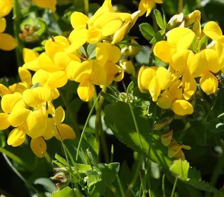‘Bird's Foot-Trefoil’ is well distributed throughout the UK and Ireland