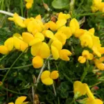 These long-lived perennials are ideal for gravel gardens, meadows and other naturalised planting schemes.