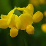 The bright yellow fragrant flowers can be seen in blossom from the end of April through until mid September.