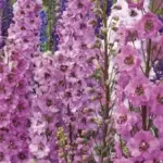 Benary's Pacific is a premium strain, that will bloom the first year from a December greenhouse sowing.