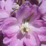 Delphinium hybrida Astolat Seeds