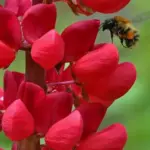 The Russell Hybrids 'Band of Nobles’ series have exceptionally bright and strong colours.