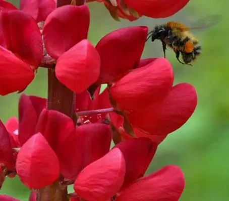 The Russell Hybrids 'Band of Nobles’ series have exceptionally bright and strong colours.