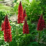 The intense colour of this robust variety makes a real statement when planted in drifts