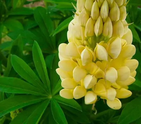 Each small flower of ‘Chandelier’ is a glorious shade of golden yellow