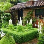 Lupinus x russellii 'Noble Maiden'-20925