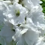 Galahad features elegant spires of pure white blooms