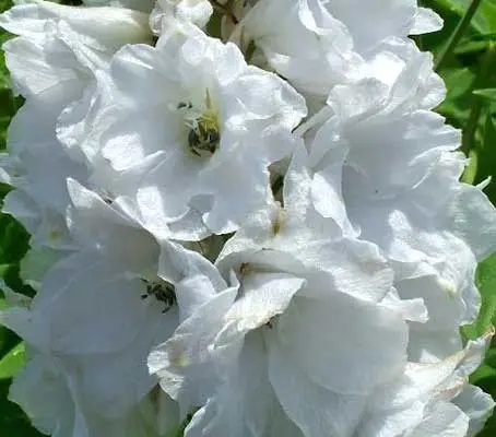 Galahad features elegant spires of pure white blooms