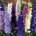 The Round Table series contains nine colours, and a mix each with a cultivar name relevant to Camelot.