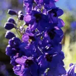Black Knight feature gorgeous tall spires of deep purple blooms, each with a black 'bee'.
