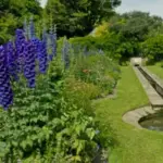 They add structure and presence to the back of any perennial border or cottage garden