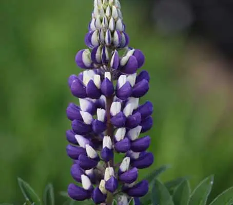 George Russell developed his Lupins by rigorous selection of seedlings, he produced one of the most popular and distinctive plants in history,
