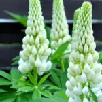 Noble Maiden has ivory white buds that turn pure white as they open.