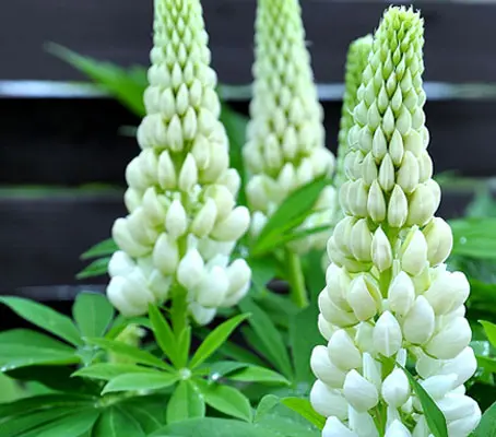 Noble Maiden has ivory white buds that turn pure white as they open.