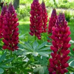 The Russell Hybrid ‘The Pages’ produce magnificent vertical stems of carmine red blooms.