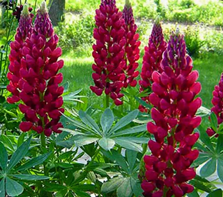 The Russell Hybrid ‘The Pages’ produce magnificent vertical stems of carmine red blooms.