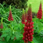 Tall spires of tightly packed flowers rise above beautiful green clumps of palmate foliage.