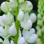 Occasionally called 'Fraülein', they are stunning in the border or in a vase.