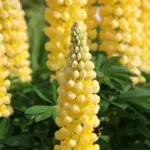 The Russell Hybrids 'Band of Nobles’ series have exceptionally bright and strong colours.