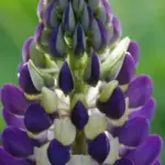 'The Governor' is one of the most popular from the series and features stunning ultramarine blue blooms.