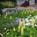 Lupinus x russellii ‘Chandelier’-14987