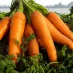 Carrot Berlicum is a long, cylindrical shaped, stump rooted type of carrot, suitable for maincrop production.