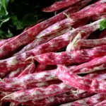 Borlotti lingua di fuoco (tongue of fire) sounds more like an opera than one of the eldest heritage variety of bean