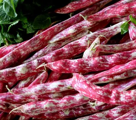 Borlotti lingua di fuoco (tongue of fire) sounds more like an opera than one of the eldest heritage variety of bean