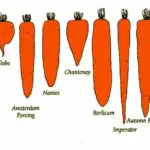 Carrots are divided into categories depending on their shape and maturity.