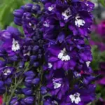 Delphinium 'King Arthur' blooms with deep, royal purple flowers, each with a brilliant white bee.