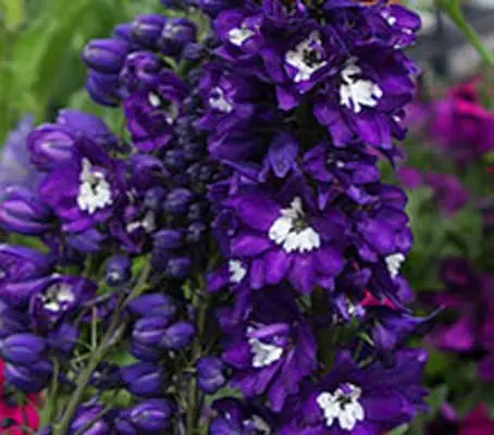 Delphinium 'King Arthur' blooms with deep, royal purple flowers, each with a brilliant white bee.