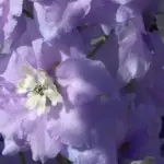 They add structure and presence to the back of any perennial border or cottage garden