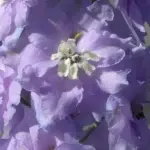 Delphinium ‘Pacific Giants’ is a old distinguished variety that blooms in a dreamy blend of colours.