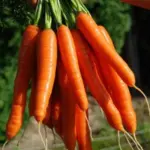 Originating from Nantes in France, Nantes 2 is suitable as both “second early” and as a “maincrop”.