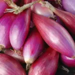 A splendid carmine-red onion “Long de Florence Simane” is an old continental variety.