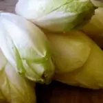 Chicory, Belgian Endive 'Brussels Witloof'-0